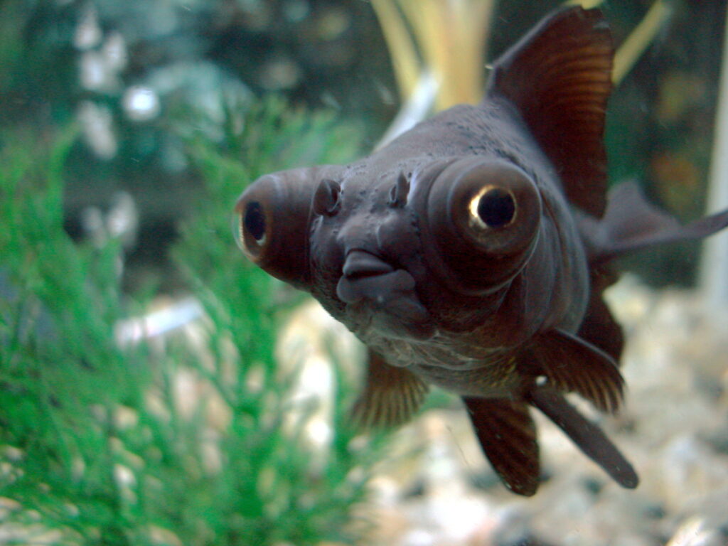 Black Fish with Bulging Eyes